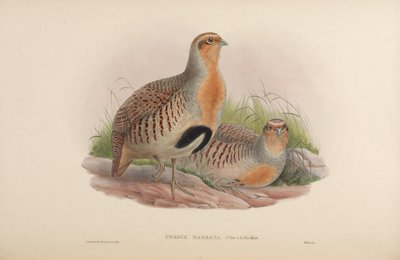 Perdix barbata by John Gould